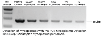 Mycoplasma_PCR