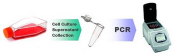 PCR_Mycoplasma_Detection_workflow