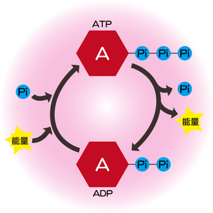 Biovision_ATP_ADP