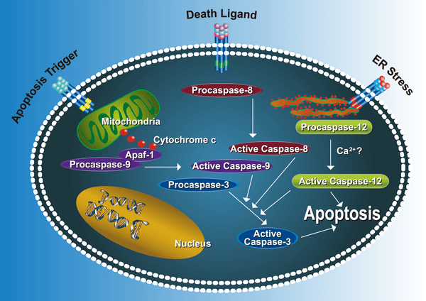 Biovision_Apoptosis