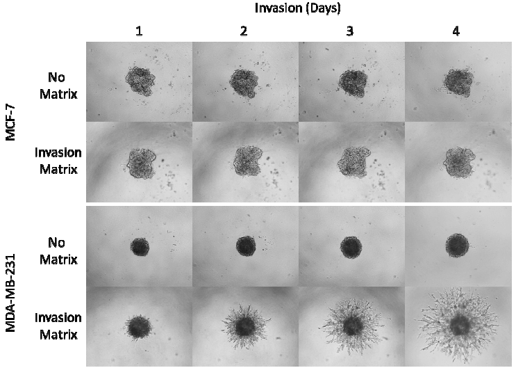 Trevigen 3-D Spheroid Cell Invasion Assay結果呈現 3500-096-K_02