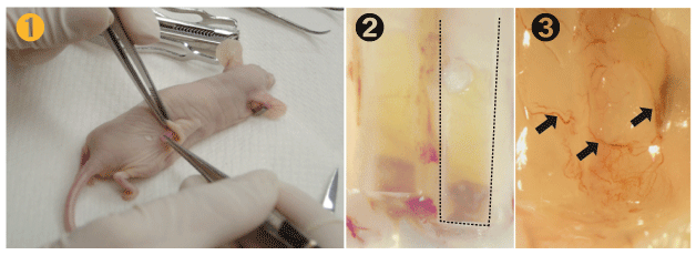 Trevigen_DIVAA_operation