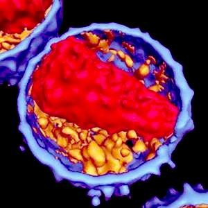 virus_immune_top