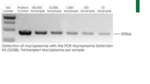 g238 mycoplasma