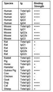 igG純化效能不同物種比較表