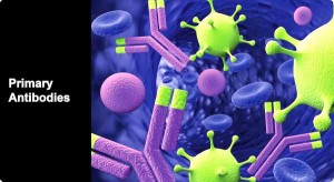 Primary Antibodies