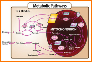 metabolism