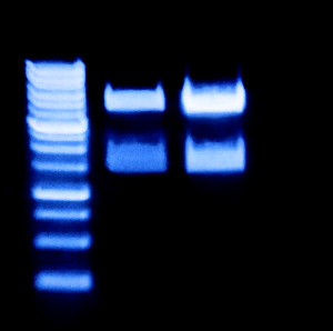 Gel%20safewhite%20v2