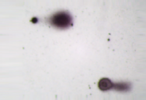 CometAssay-Silver-Staining-2-e1484149183832-350x240