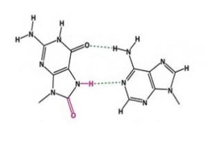 DNA-Repair-enzymes-350x240