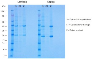 Purification-of-light-chains-web