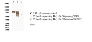 H3N2
