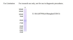 H7N9 HA PROTEIN