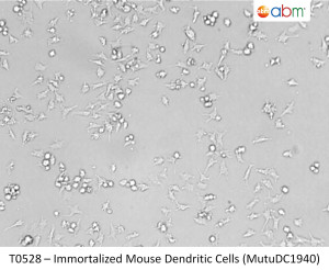 T0528-Immortalized-Mouse-Dendritic-Cells-(MutuDC1940)