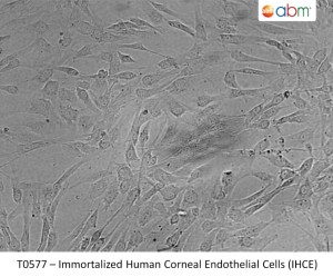 T0577-Immortalized-Human-Corneal-Endothelial-Cells-IHCE