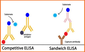 elisa