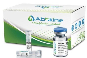 purkine-1