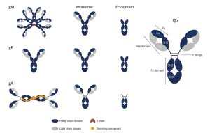 Immunoglobuln-Fc-domains