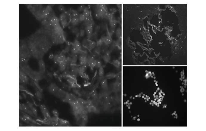 显微镜摄像头MD50-广州明美