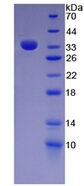 APA037Hu01