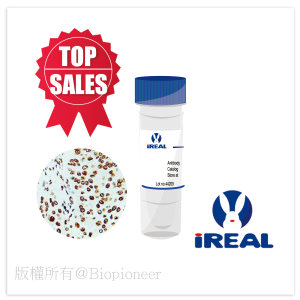 IREAL艾銳免疫染色抗體_工作區域 1