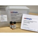 內皮-Transwell-通透性檢測試劑盒Endothelial-Transwell-Permeability-Assay-Kit貨號CB6929