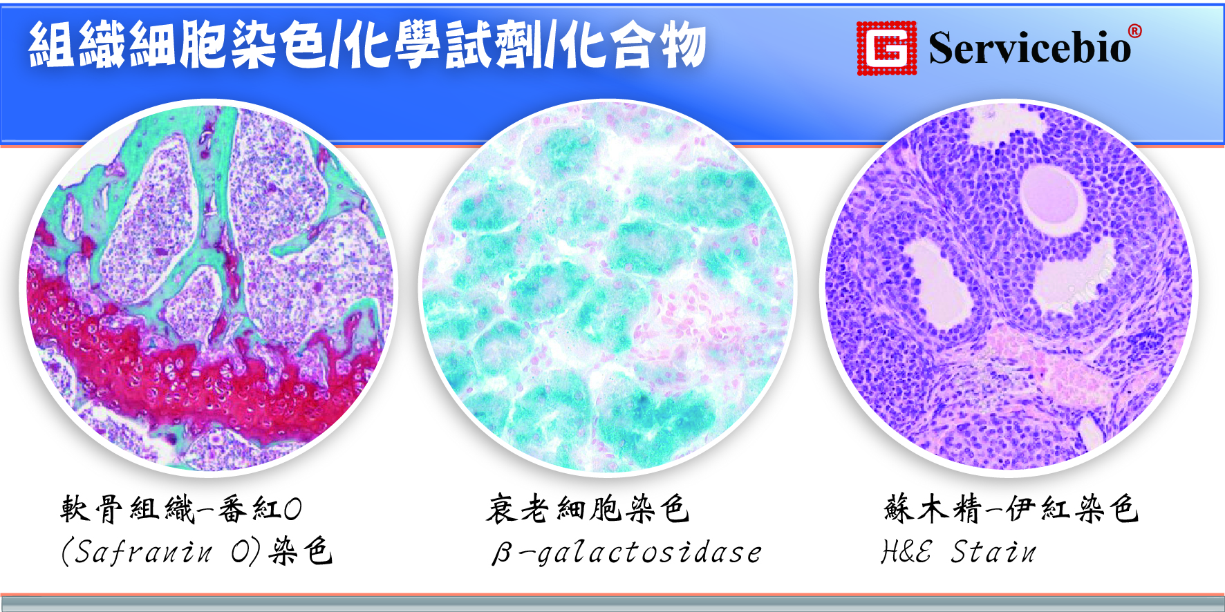 軟骨組織染色Alcian blue stain(阿利新藍染液) | Alcian blue dye